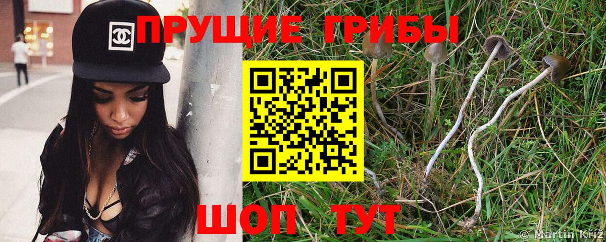 Галлюциногенные грибы Psilocybe Симферополь